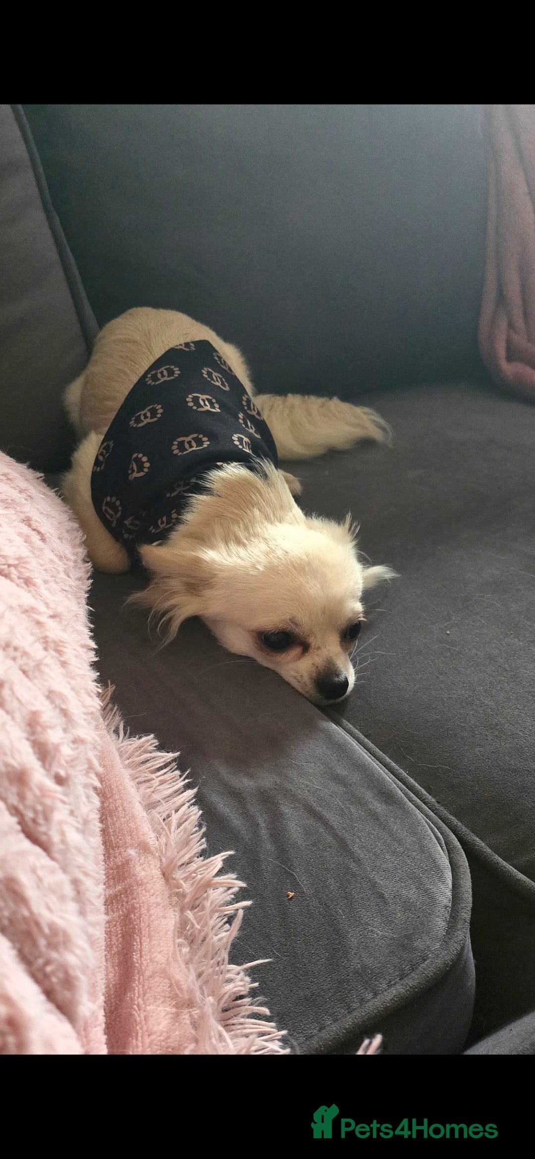 Chihuahua dogs for sale: Rocky ❤️ - Advert 8