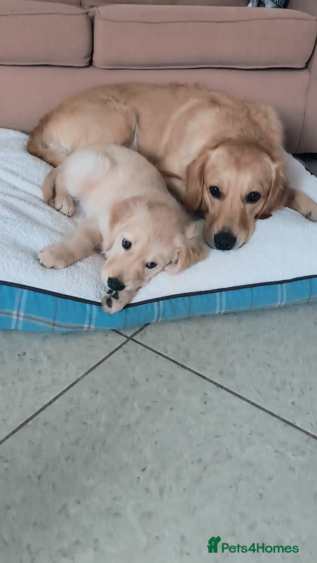 Golden Retriever dogs 🐶Golden retriever puppy  - Advert 1