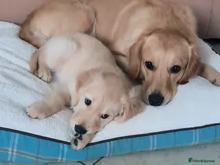 Golden Retriever dogs 🐶Golden retriever puppy - Advert 10