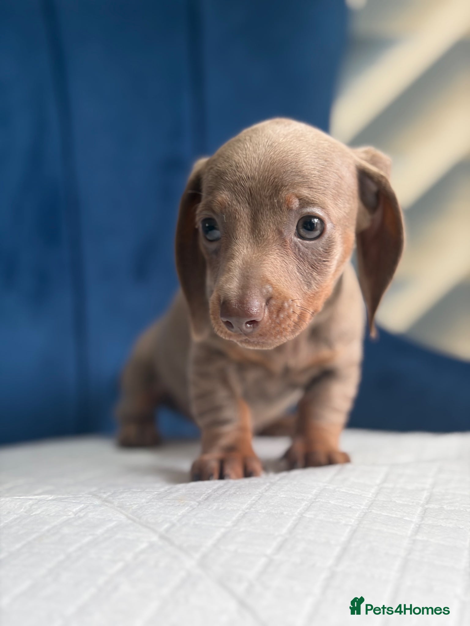 Miniature Dachshund dogs Miniature Dachshunds 8 weeks old Ready to leave  - Advert 11