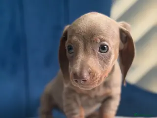 Miniature Dachshund dogs Miniature Dachshunds 8 weeks old Ready to leave - Advert 11