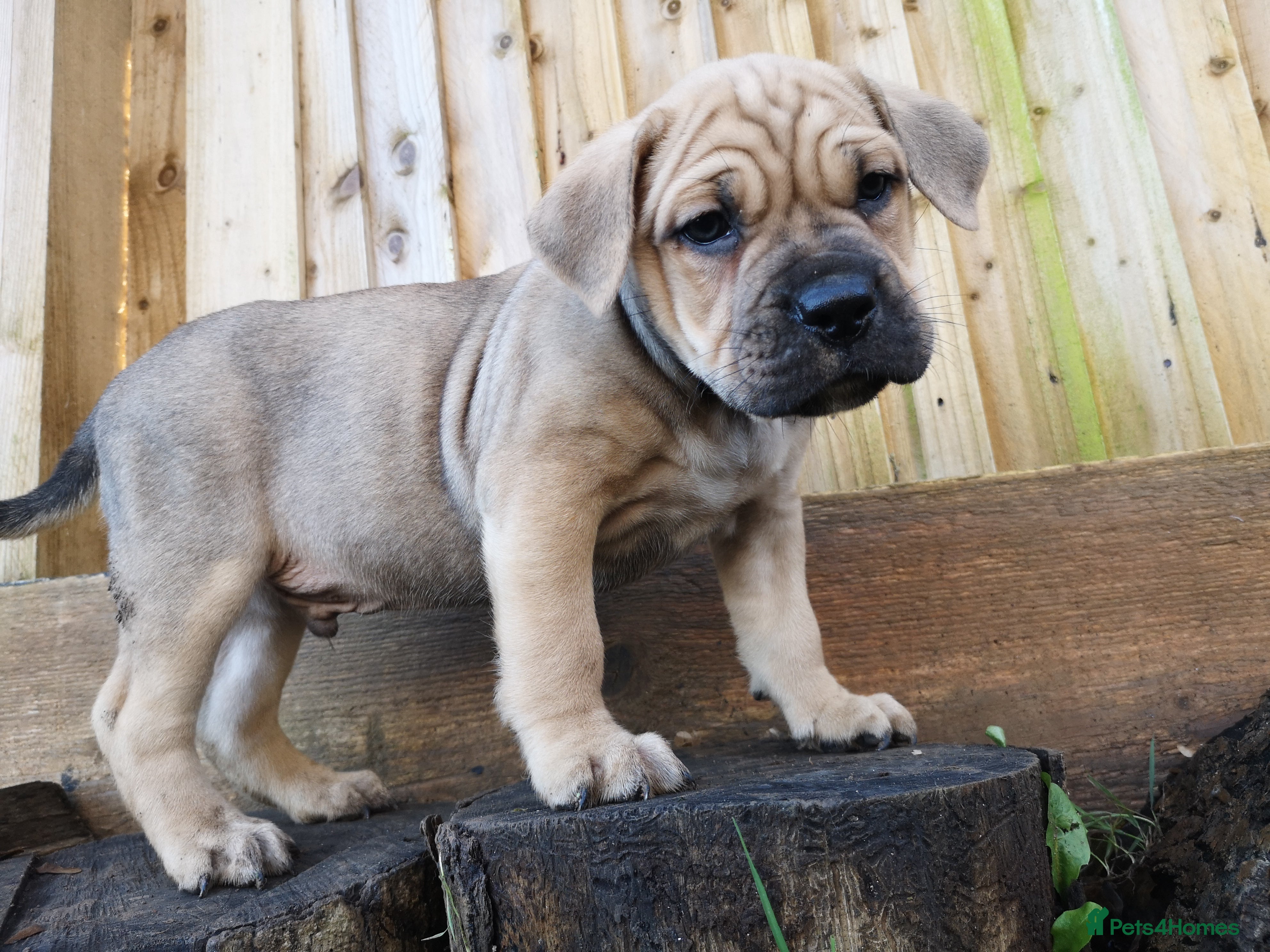 Mixed Breed dogs Olde english bulldogge x cane corso puppies  - Advert 2