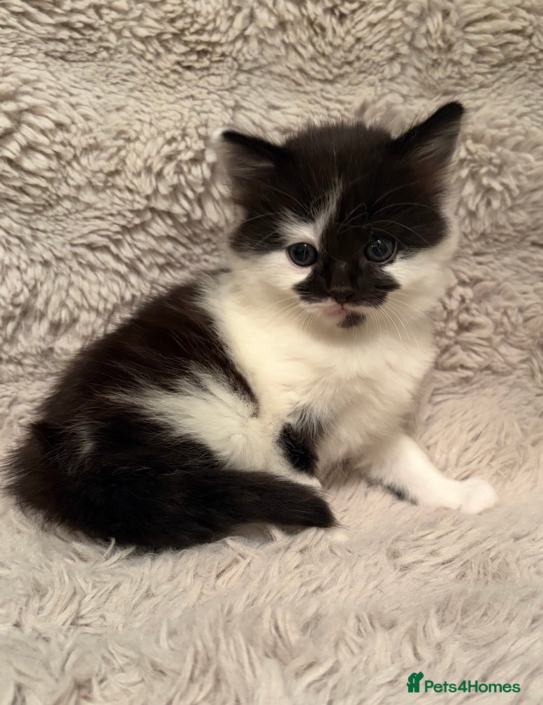 Mixed Breed cats for sale: Fluffy gorgeous mix of kittens - Advert 1