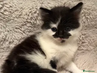 Mixed Breed cats Fluffy gorgeous mix of kittens - Advert 2