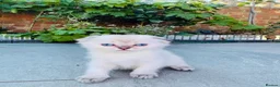 Scottish Fold cats for sale: Scottish Fold Kittens Ready For Forever Homes - Advert 13