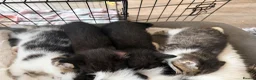Mixed Breed cats for sale: 3 kittens  - Advert 6