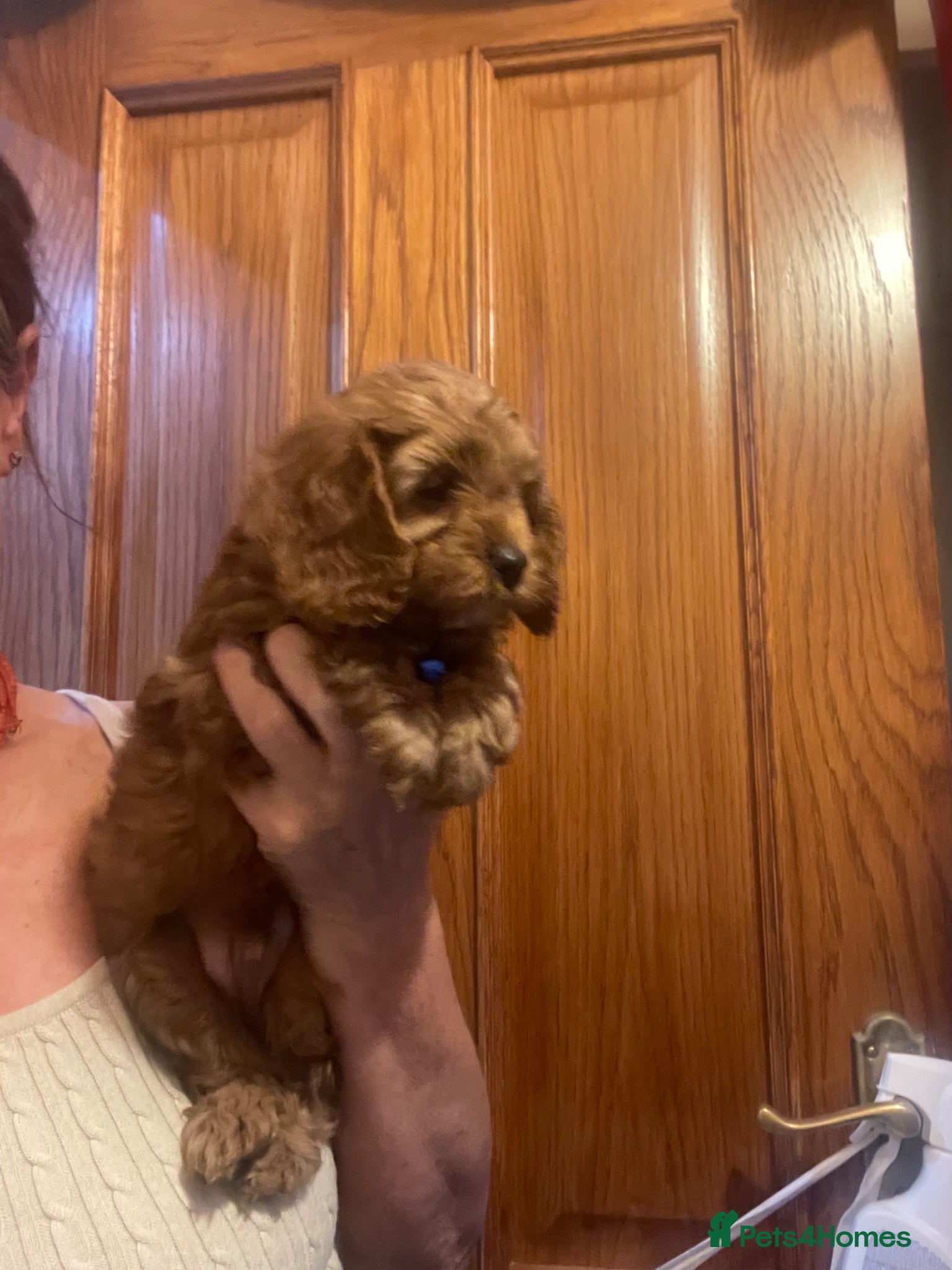 Cavapoo dogs Cavapoooo f1  - Advert 1