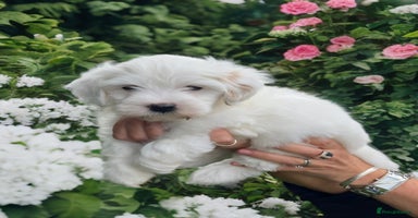 Mixed Breed dogs - Advert 2