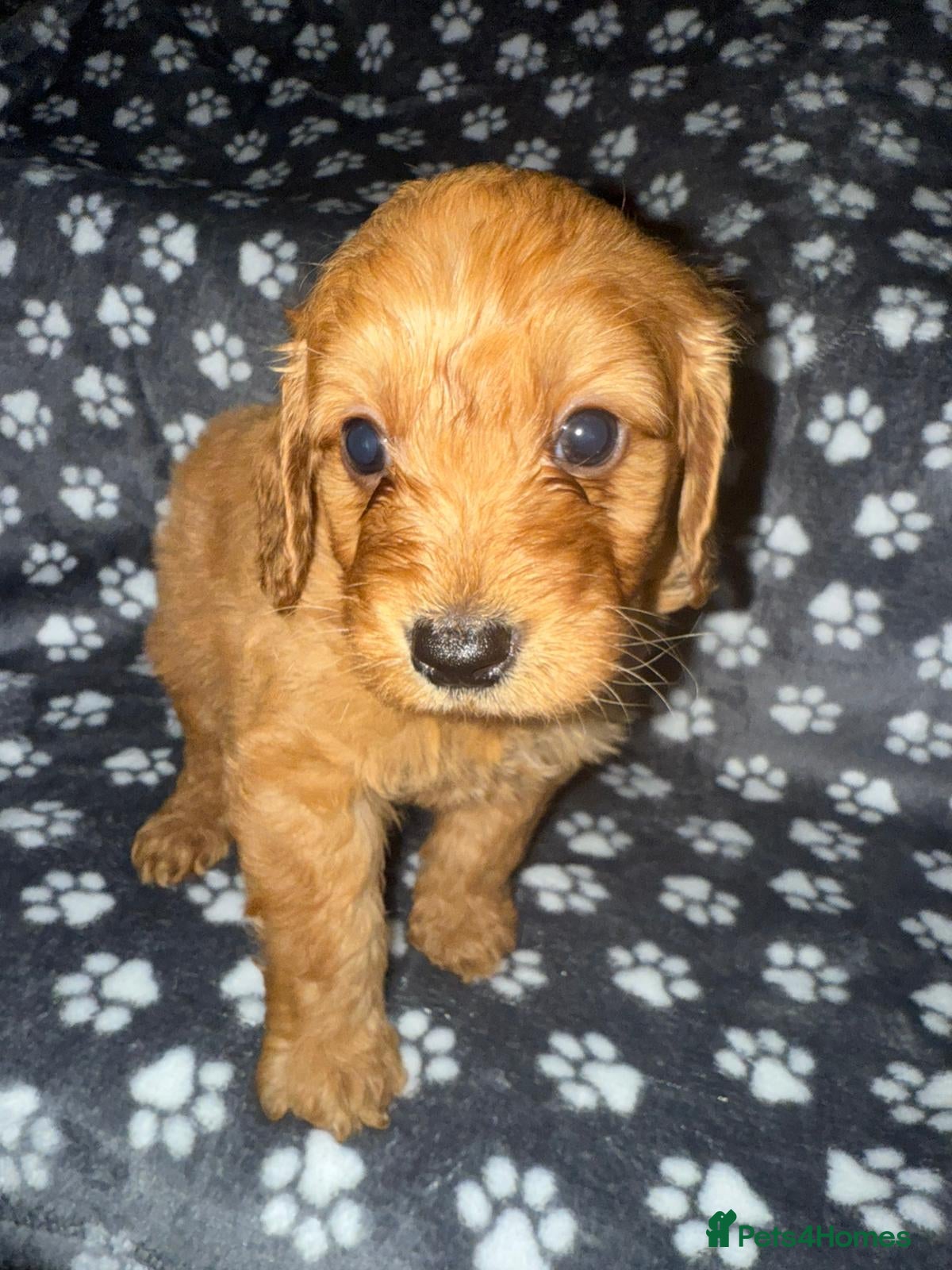 Cockapoo dogs Gorgeous cocckapoo puppies in Doncaster - Advert 3