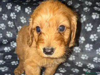 Cockapoo dogs Gorgeous cocckapoo puppies in Doncaster - Advert 2