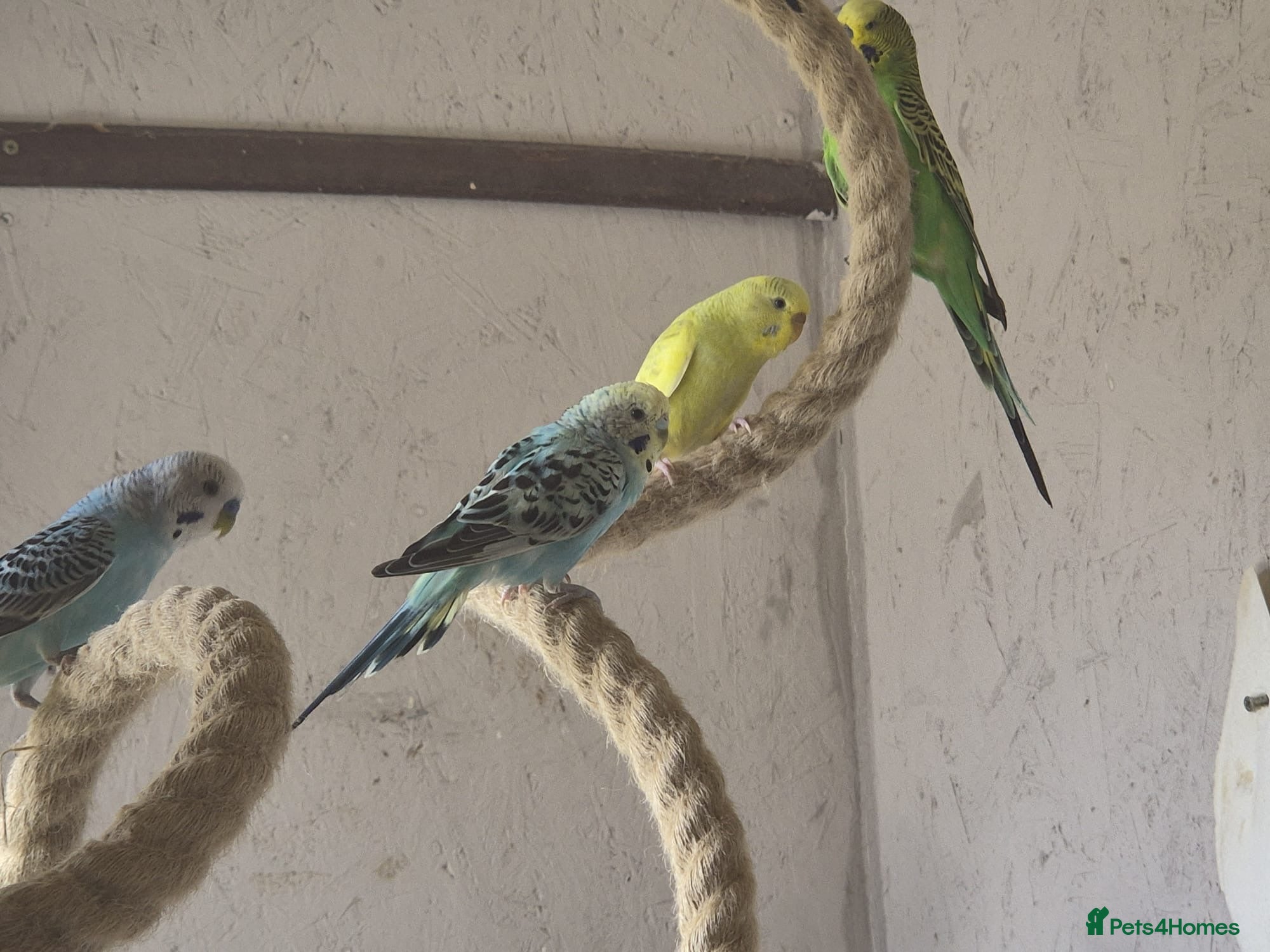Budgerigars birds Aviary Budgies - Advert 1