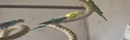 Budgerigars birds for sale: Aviary Budgies in Newton Abbot - Advert 1