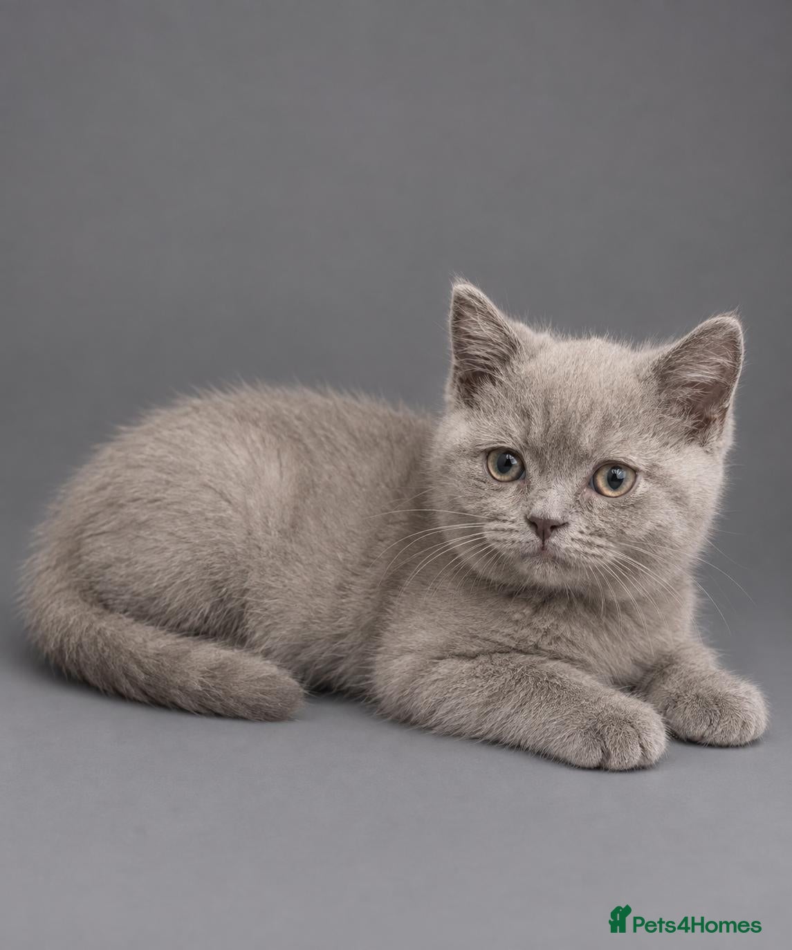 British Shorthair cats REDUCED LAST BOY GCCF LILAC BRITISH SHORTHAIR  - Advert 11