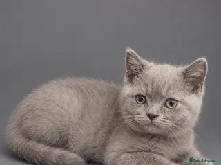 British Shorthair cats REDUCED LAST BOY GCCF LILAC BRITISH SHORTHAIR - Advert 11