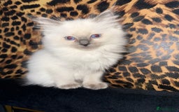 Ragdoll cats for sale: Gorgeous ragdoll kittens 💕 - Image 4