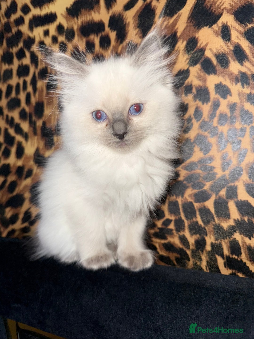 Ragdoll cats for sale: Gorgeous ragdoll kittens 💕 - Image 4