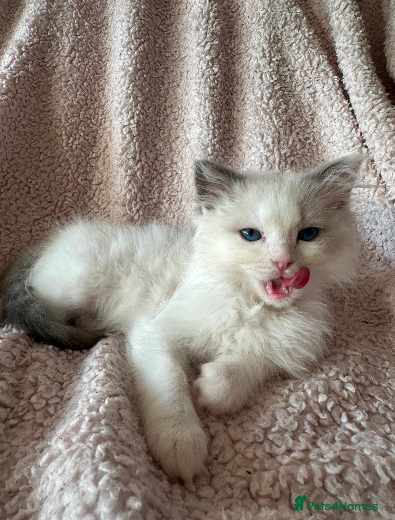 Ragdoll cats Purebred ragdoll kittens  - Advert 5