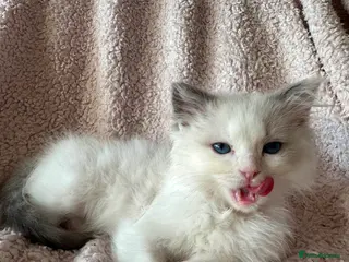Ragdoll cats Purebred ragdoll kittens - Advert 5