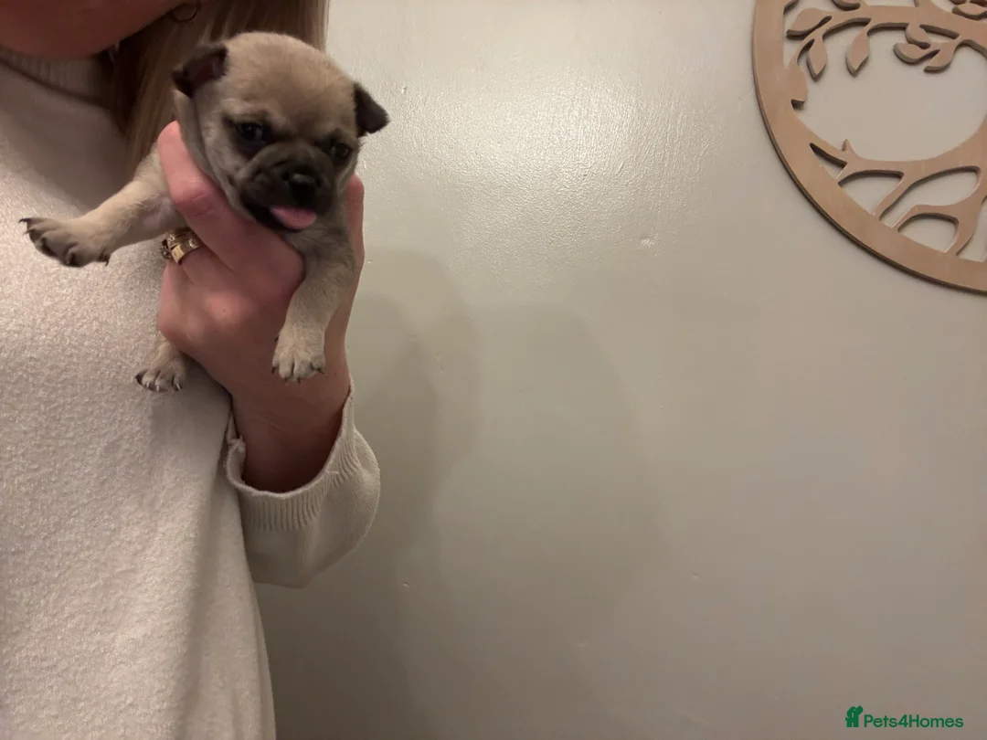 Chihuahua dogs for sale: 2 Chihuahua pups looking for their forever homes - Advert 3