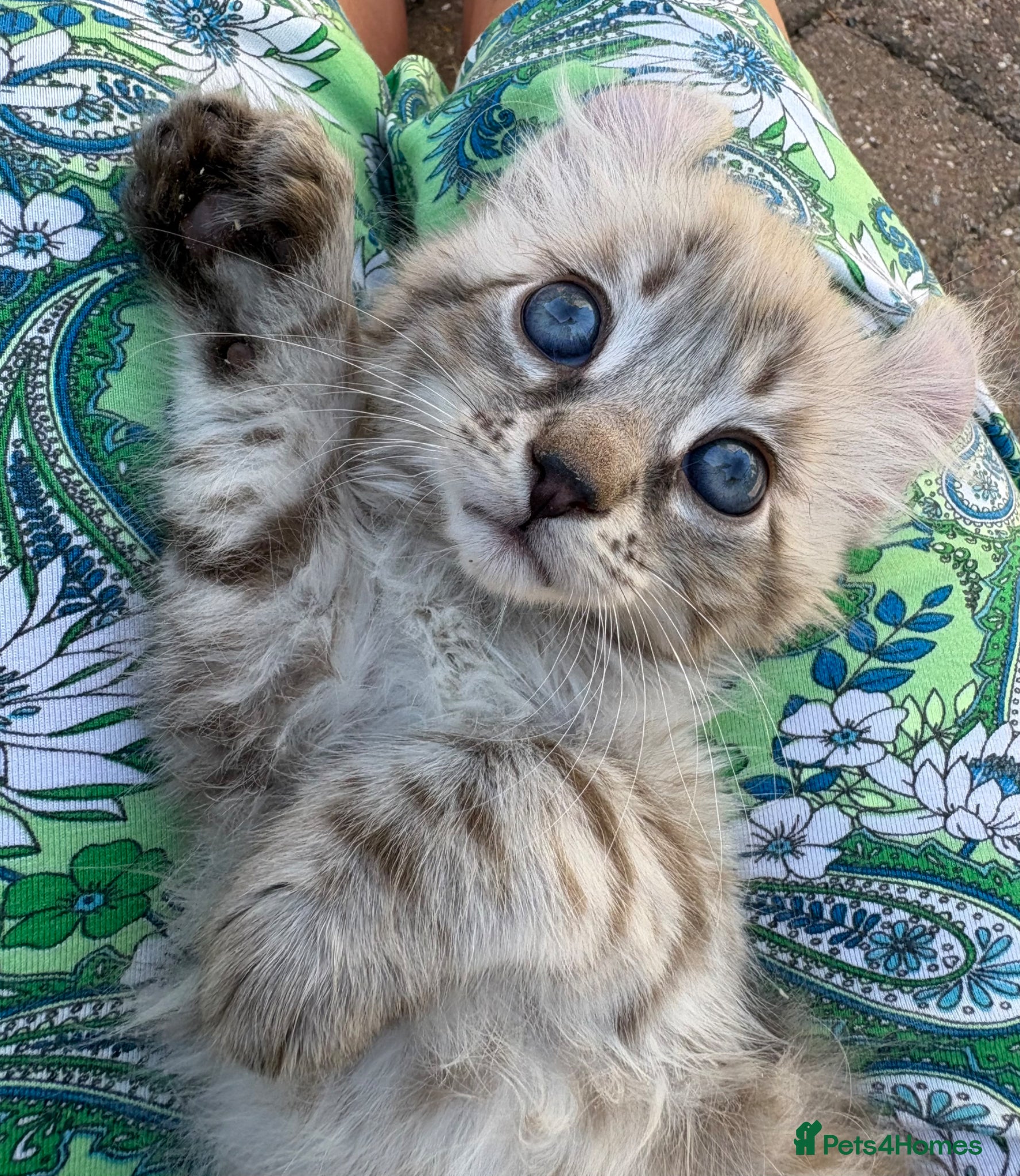 Keetso cats Superb very rare polydactyl curled eared keetsos  - Advert 3