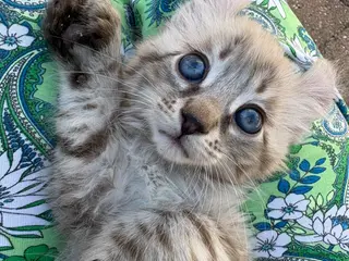 Keetso cats Superb very rare polydactyl curled eared keetsos - Advert 3