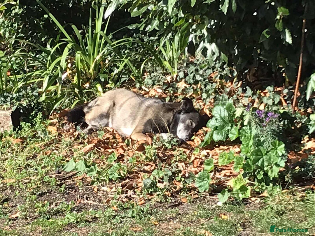 Mixed Breed dogs for adoption: WILLOW - EXPERIENCE REQUIRED  - Advert 7