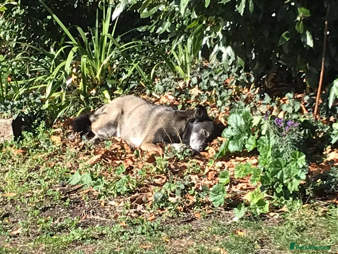 Mixed Breed dogs for adoption: WILLOW - EXPERIENCE REQUIRED  - Advert 7