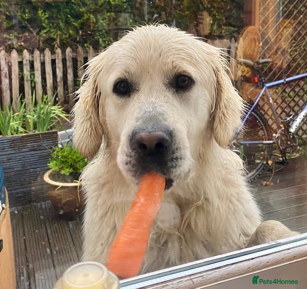 Golden Retriever dogs for sale: Stunning pale Golden Retriever puppies  - Advert 8