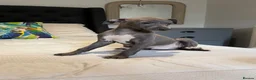 Italian Greyhound dogs for sale: Kc Italian greyhound 4 boys - Advert 7