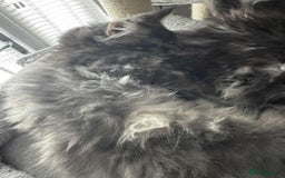 Maine Coon cats for sale: GCCF & TICA Reg Affectionate Maine Coon kittens - Image 31