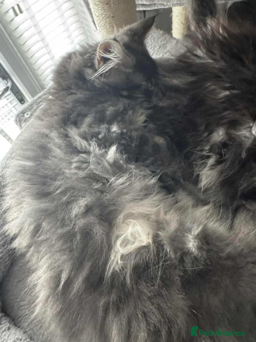 Maine Coon cats for sale: GCCF & TICA Reg Affectionate Maine Coon kittens - Image 31