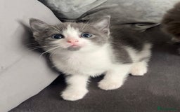 British Shorthair cats for sale: Beautiful British Shorthair Kittens  - Image 8