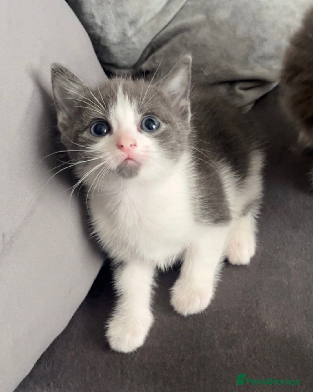 British Shorthair cats for sale: Beautiful British Shorthair Kittens  - Image 8
