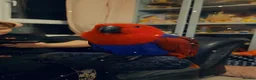Parrots birds for sale: Eclectus female parrot  - Advert 9