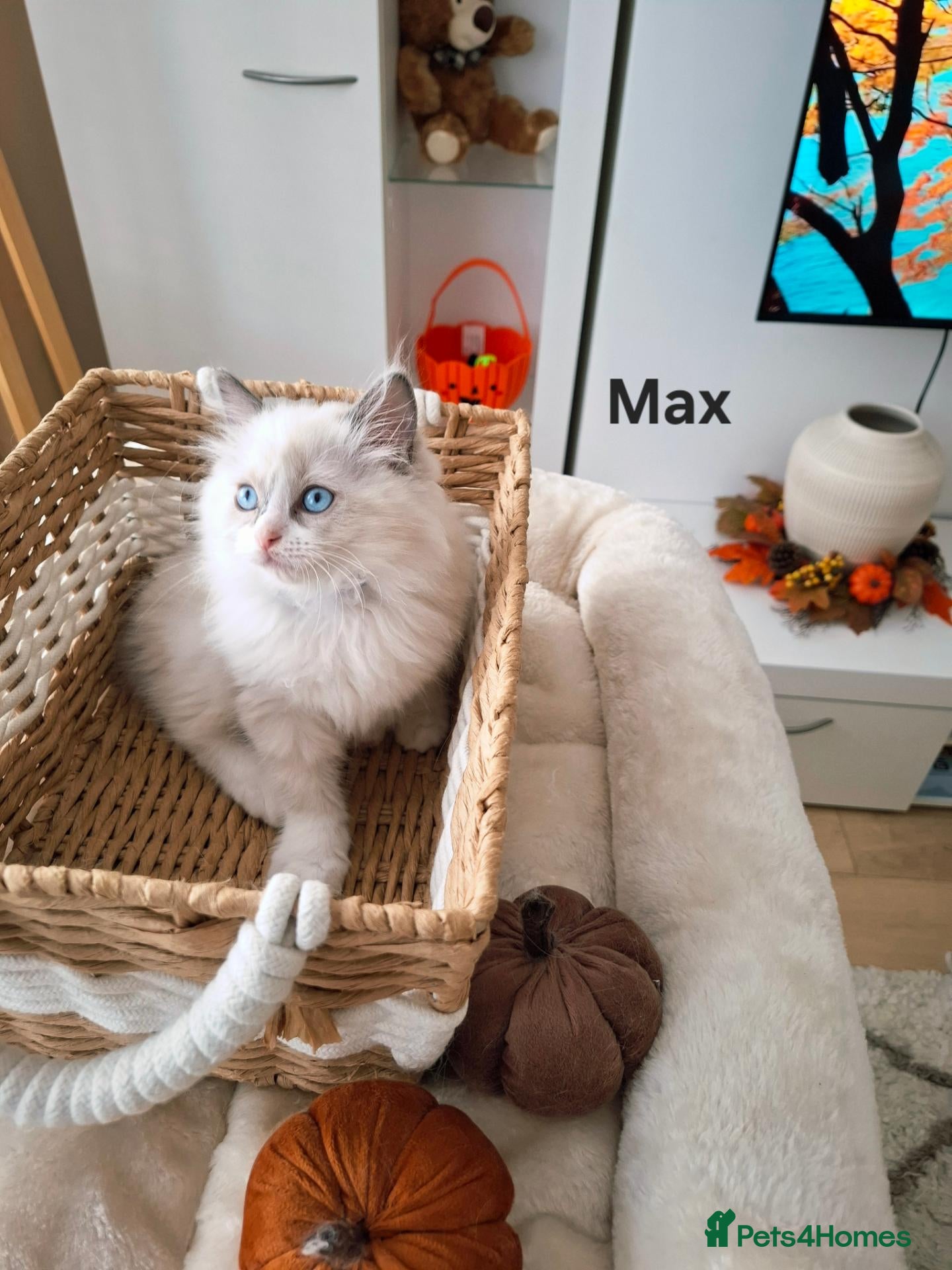 Ragdoll cats Stunning TICA-Registered Ragdoll Kittens - Advert 2