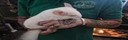 Chinchilla rodents for sale: Adult female chinchilla  - Advert 2