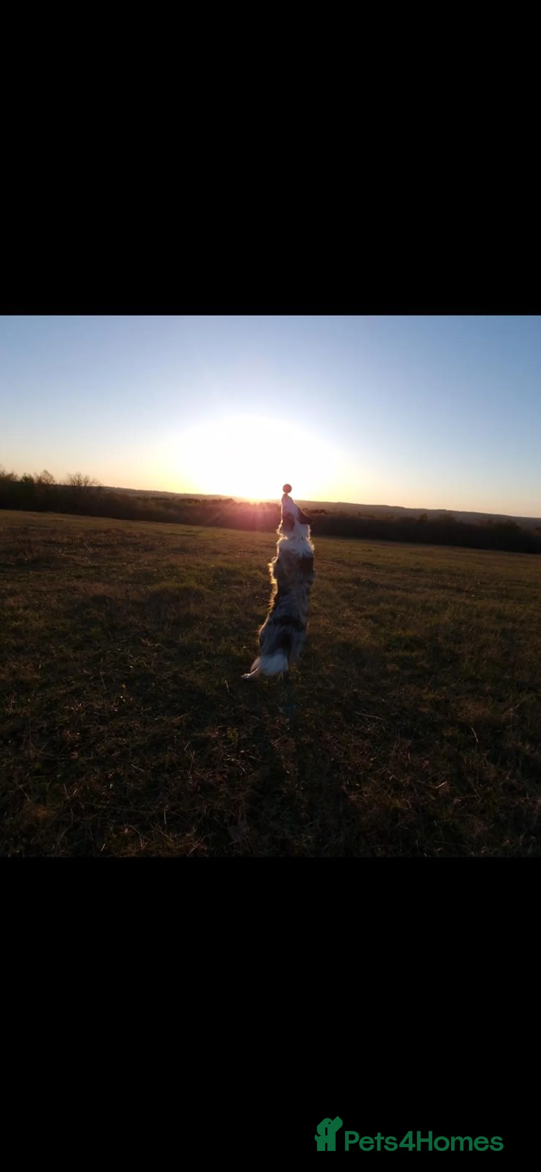 Border Collie dogs for stud: Stunning Blue Merle Border Collie for Stud - Advert 2