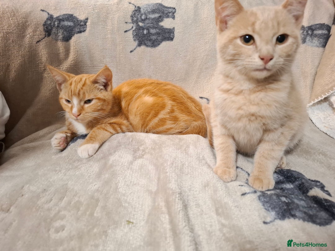 Domestic Shorthair cats for sale: 2 gorgeous ginger boys🌟 - Image 3