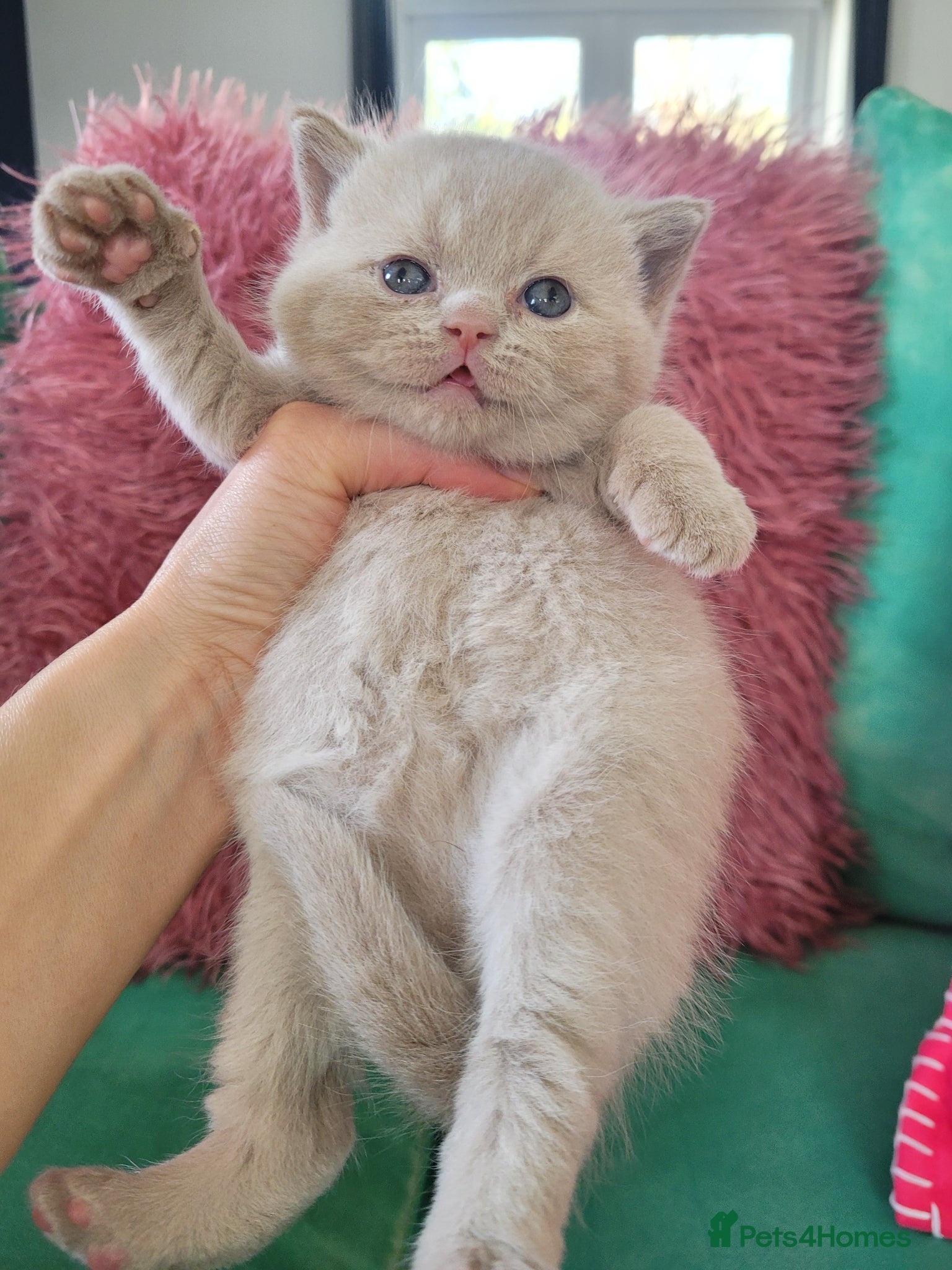 British Shorthair cats Show Quality British Shorthair kittens  - Advert 2