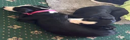 Mixed Breed dogs for sale: Luna & Millie - Advert 10