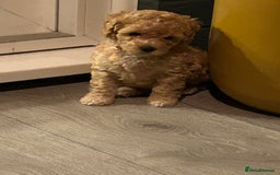 Toy Poodle dogs for sale: Stunning baby KC reg toy poodles  - Image 10