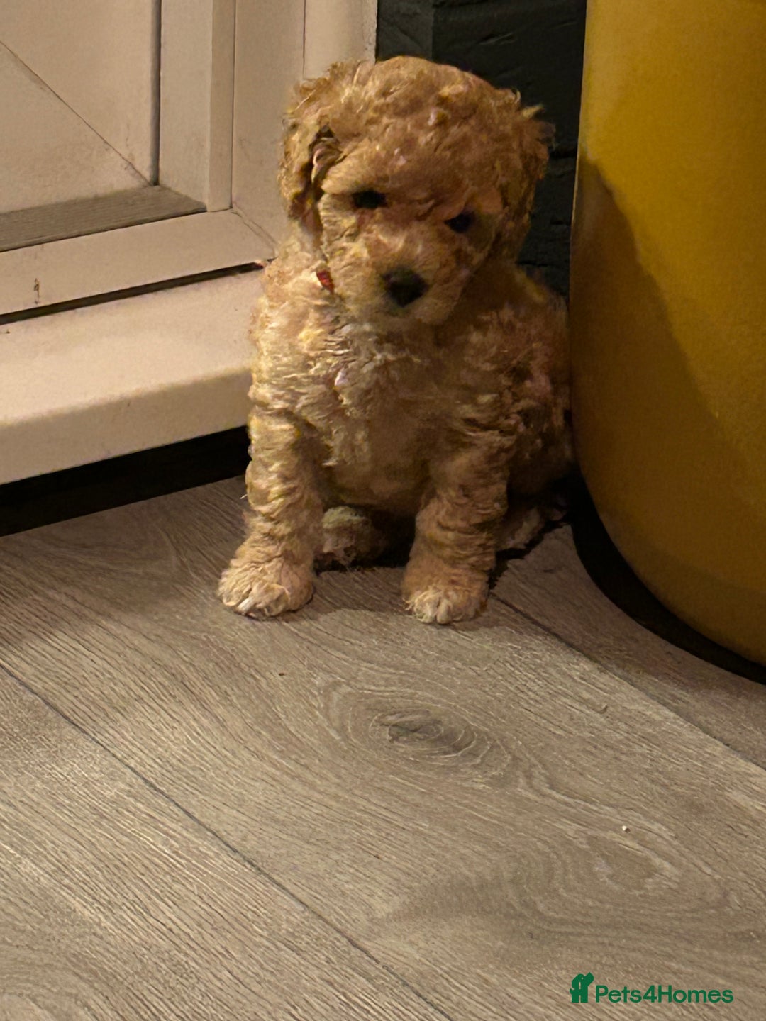 Toy Poodle dogs for sale: Stunning baby KC reg toy poodles  - Image 10