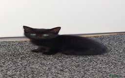 Mixed Breed cats for sale: 3 kittens looking for forever home - Image 1