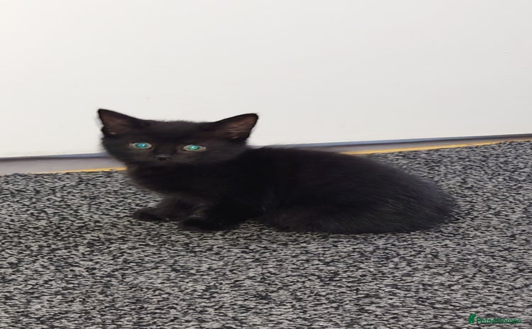 Mixed Breed cats - Advert 3