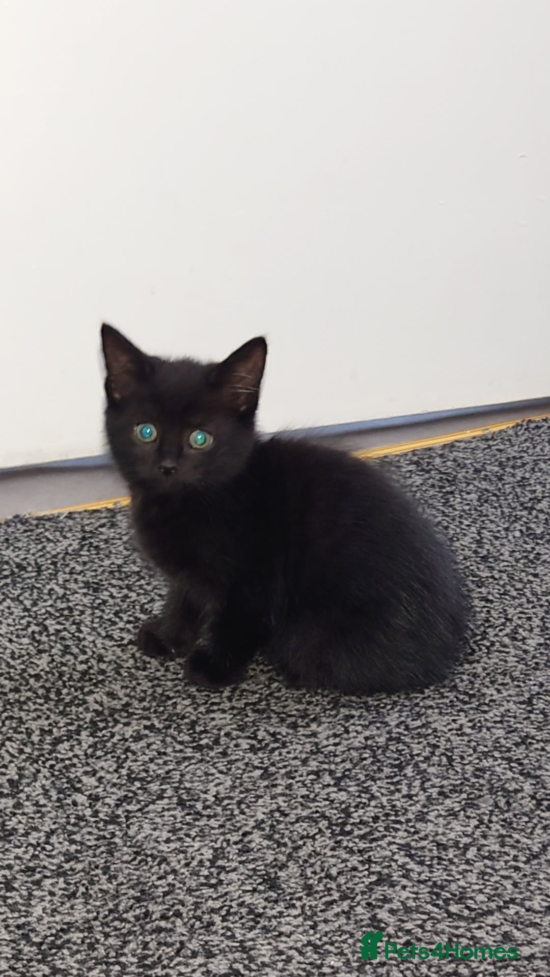 Mixed Breed cats for sale: 3 kittens looking for forever home - Image 1