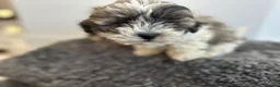 Zuchon dogs for sale: Shih Tzu x  bichon f1 Zuchon puppy - Advert 5
