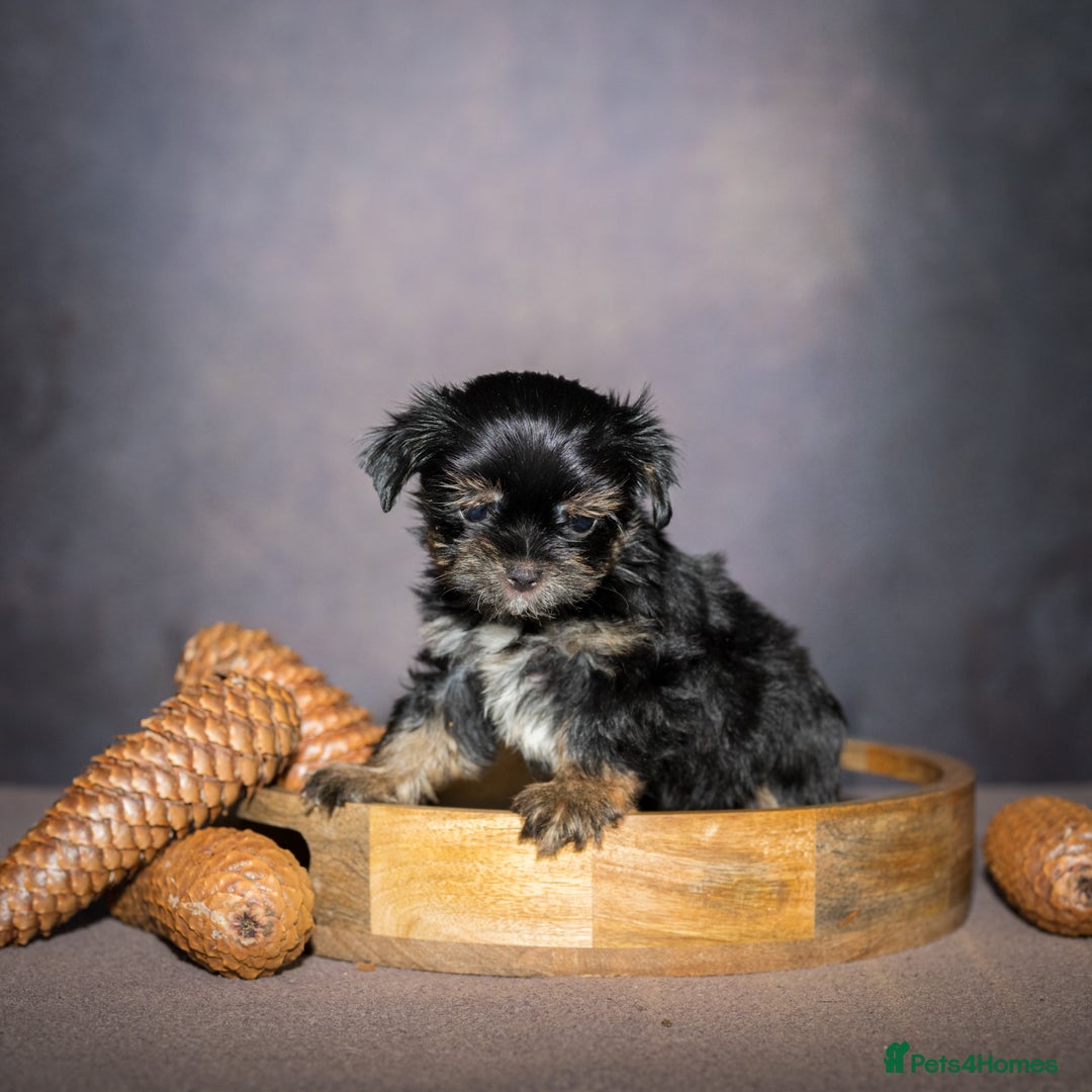 Yorkshire Terrier dogs for sale: Colorful Yorkshire Terrier puppies for sale - Image 15