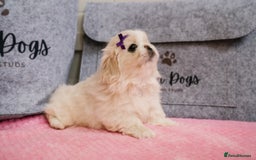 Pekingese dogs for sale: 🏆⭐️ KC reg Pekingese pups with genetics 🏆🐾 - Image 1