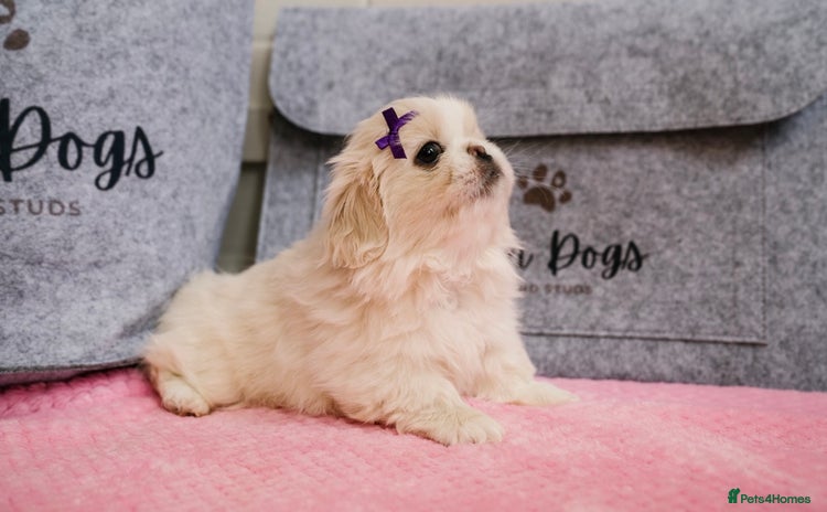 Pekingese dogs - Advert 1