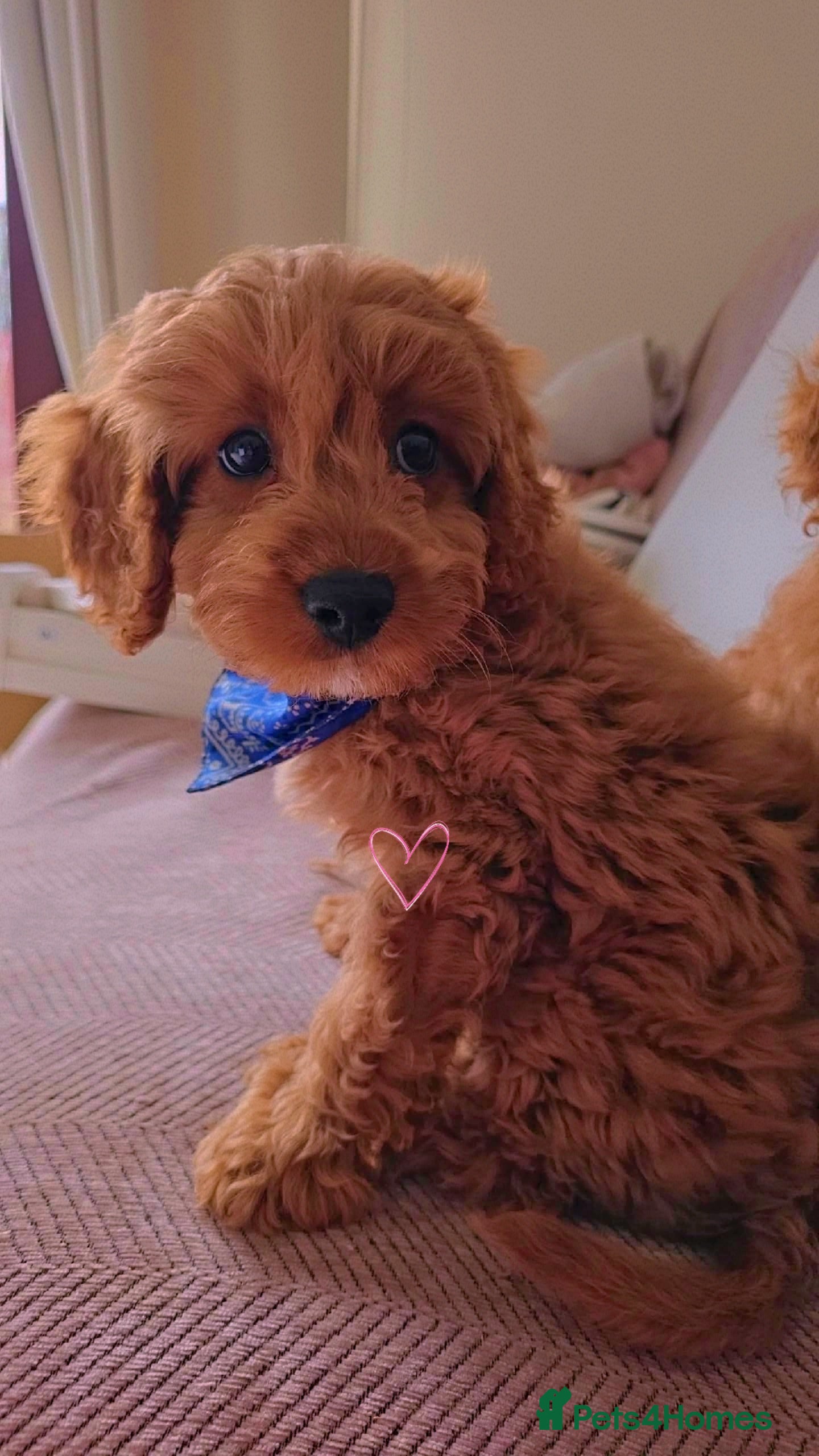 Cavapoo dogs Heart melting Cavapoo boy!! - Advert 1